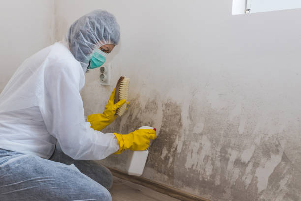 Best Attic Mold Removal  in Lansdale, PA