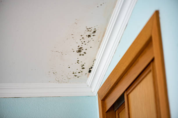 Best Mold Damage Repair  in Lansdale, PA
