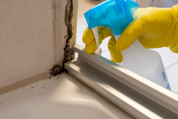 Best Mold Damage Repair  in Lansdale, PA